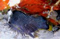 Toad fish